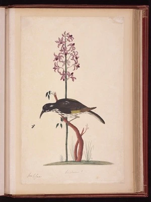 Raper, George, 1769-1797: Limodorum? [New Holland honeyeater (Phylidonyris novaehollandiae) and Blotched hyacinth-orchid (Dipodium punctatum)]