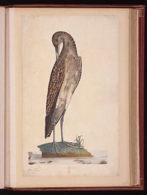 Raper, George, 1769-1797: Scolopax [Bar-tailed godwit (Limosa lapponica)]