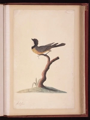 Raper, George, 1769-1797: [Rufous whistler (Pachycephala rufiventris)]