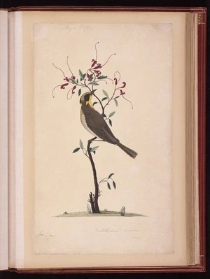 Raper, George, 1769-1797: Embothrium sericum var. [Yellow-tufted honeyeater (Lichenostomus melanops) and Pink spider flower (Grevillea sericea)] Major Ross