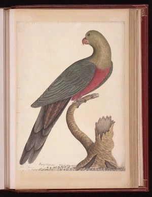 Raper, George, 1769-1797: Parrot of Port Jackson - Natural Size. Geo. Raper 1788 [Australian king parrot (Alisterus scapularis)]