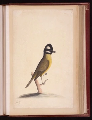 Raper, George, 1769-1797: [Eastern shriketit (Fancunculus frontatus frontatus)]