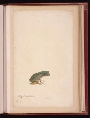 Raper, George, 1769-1797: Frog of New Holland. Rana [Green and golden bell frog (Litoria aurea)]