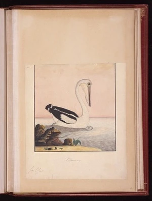 Raper, George, 1769-1797: Pelecanus [Australian pelican (Pelecanus conspicillatus)]