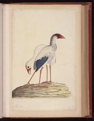 Raper, George, 1769-1797: [Lord Howe swamphen (Porphyrio albus)] 2/4 Less Nat[ura]l Size