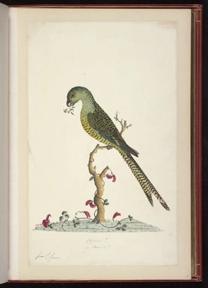 Raper, George, 1769-1797: Glycine? or Ononis? [Eastern ground parrot (Pezoporus wallicus)]