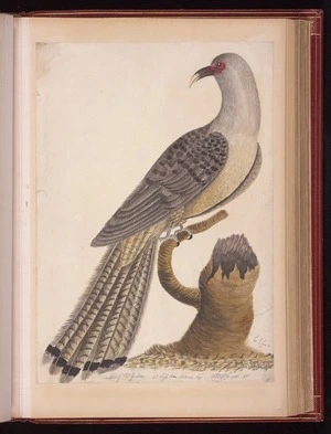 Raper, George, 1769-1797: Bird of Port Jackson - 1/3 Less than Natural Size. Geo. Raper 1788 [Channel-billed cuckoo (Scythrops novaehollandiae)]