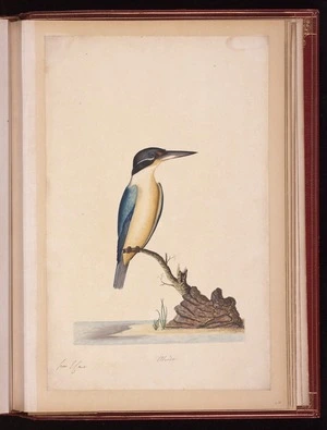 Raper, George, 1769-1797: Alcedo [Sacred kingfisher (Todiramphus sanctus)]