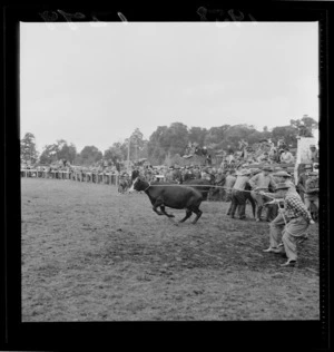Two unidentified men lasso a charging bull at the Raetihi rodeo