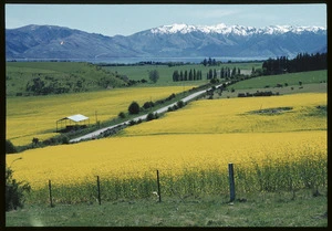 Rape crop, Otago