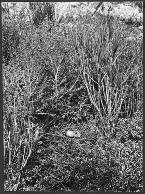Photograph - Snipe nest with eggs (520)