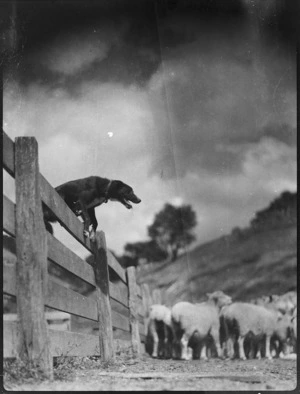 Dog hurdling rails, Mangamahu
