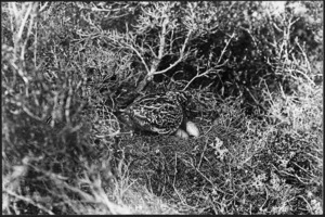 Photograph - Snipe with eggs on nest (525)