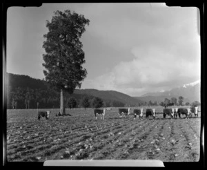 Cattle on field, Cook River Flat (Cook River/Weheka), Fox Glacier