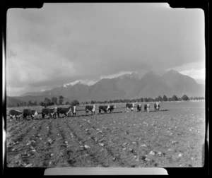 Cattle in field, Cook River Flat (Cook River/Weheka), Fox Glacier