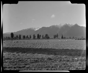 Sheep and cattle in ploughed field, Cook River Flat (Cook River/Weheka), and Southern Alps