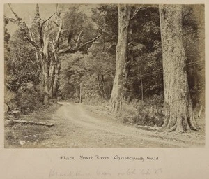 Black birch trees, Christchurch Road