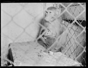 Monkeys at Wellington Zoo