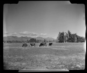Dairying near Takaka, Golden Bay County, Tasman Region