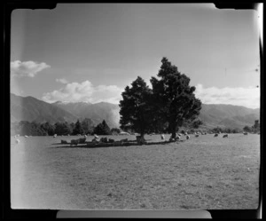 Sheep, Takaka, Golden Bay County, Tasman Region