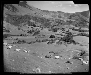 Upper Takaka, Golden Bay County, Tasman Region