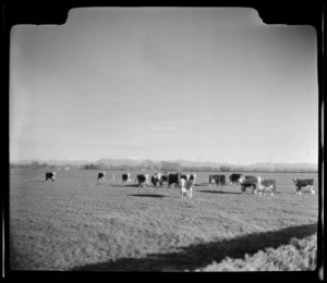 Cattle near Mount Somers, Ashburton District, Canterbury Region