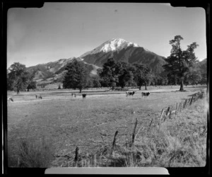 Alford Forest, Ashburton District, Canterbury Region