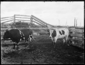 Holstein Friesan bull, and a Ayrshire bull