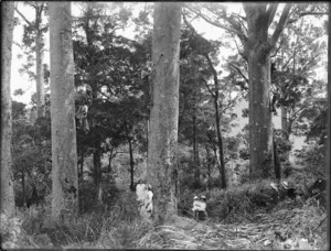 Kauri trees and gum climbers, Northland region