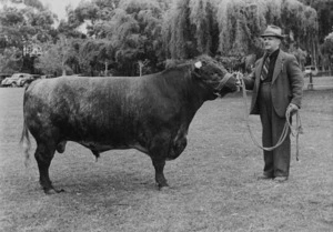 D J Holden's winning Shorthorn bull - Photograph taken by Harold J Dunstan