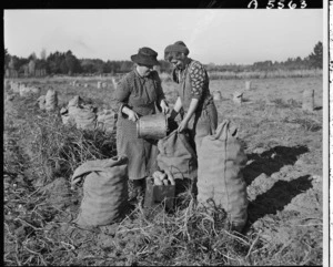 Women bagging potatoes, Marshlands, Canterbury - Photograph taken by K V Bigwood