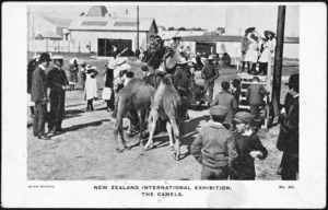 [Postcard]. New Zealand International Exhibition. The camels. No. 22 / Alva Studio. [1906-1907].