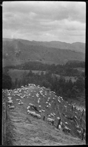 View of sheep on hillside, Mangamahu