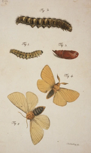 Schellenberg, Johann Rudolph, 1740-1806: Bombyx Taraxaci [Lemonia taraxaci (Autumn silkworm moth)]