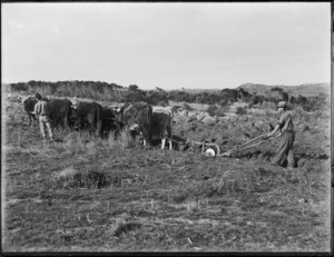 Ploughing with a bullock team