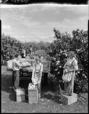 Harvesting oranges, Kerikeri - Photograph taken by E P Christensen