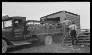 Men loading sheep onto a truck, Takaka