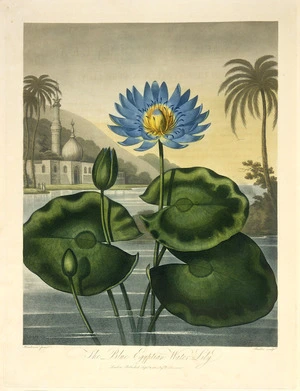 Henderson, fl 1800 :The blue Egyptian water-lily. Henderson pinx.t Stadler sculp.t. London, Published Sept.r 11 1804 by Dr Thornton.