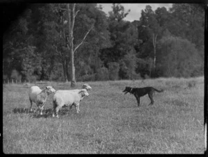 Dog rounding up sheep, Mangamahu