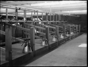 Milking stalls, with Wiggins milking machines