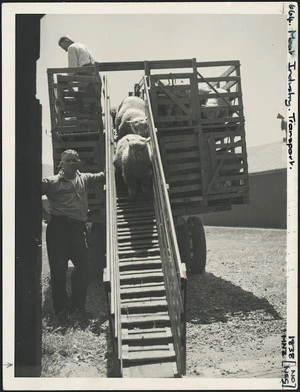 Unloading lambs at a freezing works, location unidentified - Photograph taken by John Dobree Pascoe