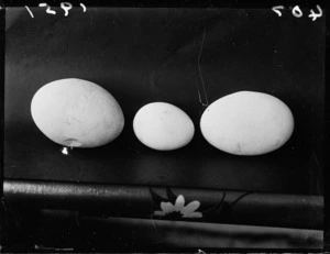 Egg sizes