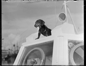 Dog on warship