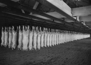 Carcasses in a cooling room, possibly Canterbury region - Photograph taken by Green and Hahn