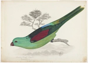 Backhouse, John Philemon, 1845-1908 :Crimson-winged parrot, Queensland, 1/2 full size. 18.10 [18]73.