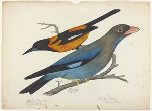 Backhouse, John Philemon, 1843-1908 :Golden oriole, Queensland. Dollar bird, Queensland. 22/12/ [18]73.
