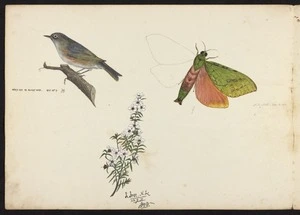 Backhouse, John Philemon 1845-1908 :a. White-eye or Blight bird. Augt 29th, '71; b. N.Z. moth. Oct 18, 1871.; c. Ti tree, N.Z., 23.9.71.