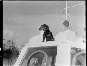 Dog on warship
