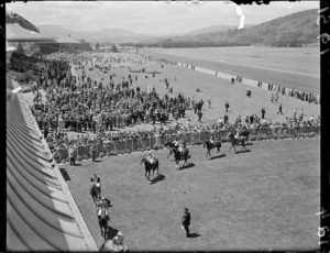 Horses in the Wellington Cup