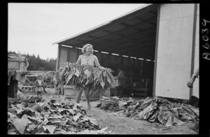 Harvesting tobacco in Nelson - Photograph taken by W Wilson